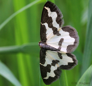 Vogelschmeißspanner im Gras