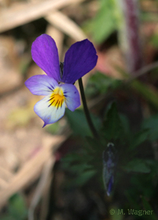 Wildes Stiefmütterchen Viola Tricolor